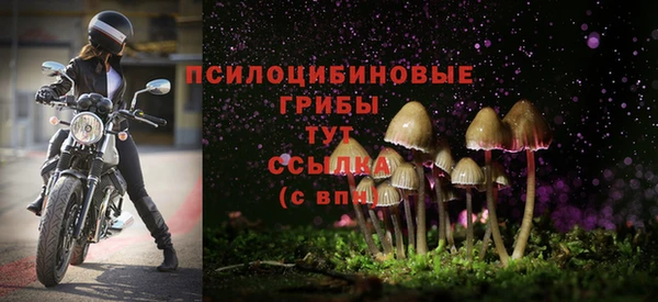 прущие грибы Алзамай